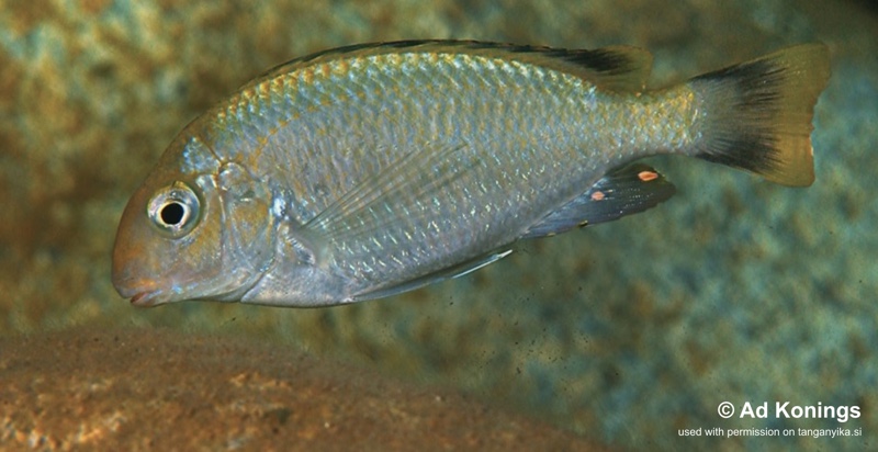 Pseudosimochromis marginatus 'Kiriza'